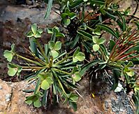 Euphorbia loricata leaves and cyathia bracts