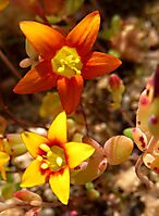 Crassula dichotoma different flower colours