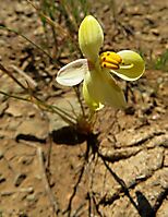 Cyanella alba subsp. flavescens 