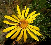 Euryops speciosissimus flowerhead