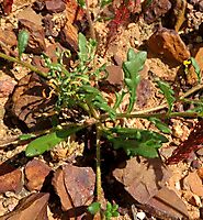 Gorteria personata lower leaves