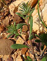 Gorteria personata upper leaves and stems