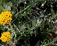 Helichrysum dasyanthum leaves and clusters of heads