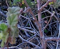 Hermannia aspera old stems
