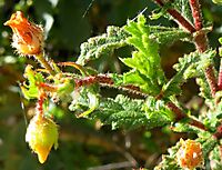 Hermannia aspera leaves 