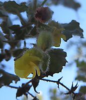 Hermannia aspera flowers