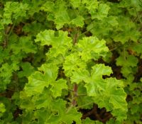 Pelargonium greytonense