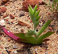 Lapeirousia fabricii leaves and bracts