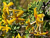 Lasiosiphon deserticola