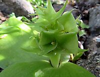 Massonia bifolia tapering stem