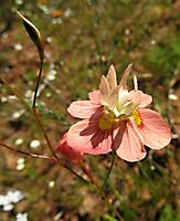 Moraea gawleri flower and bud