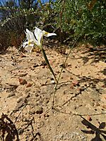 Moraea serpentina flowering on short rations