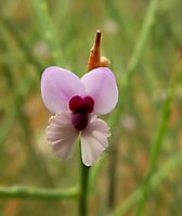 Muraltia spinosa flower