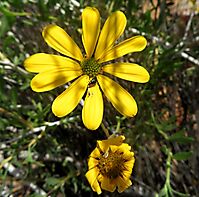 Osteospermum sinuatum var. sinuatum floral contrast