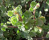 Pelargonium magenteum leaves