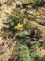 Pelargonium triste in the Biedouw Valley