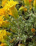 Pteronia incana solitary terminal flowerheads