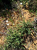 Senecio spiraeifolius after flowering