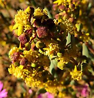 Tetragonia reduplicata flowers and buds