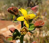 Tetragonia hirsuta flower
