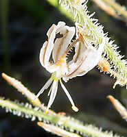 Trachyandra hairy species flower