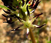 Wurmbea spicata var. spicata flower