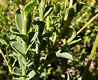 Osteospermum imbricatum leaves