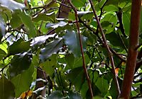 Cryptocarya woodii upper branches