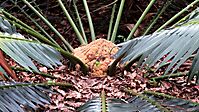 Encephalartos paucidentatus stem crown