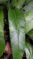 Streptocarpus primulifolius leaf