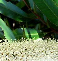 Cunonia capensis florets