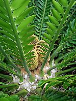 Encephalartos altensteinii stem-tip