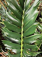 Encephalartos arenarius dark green leaf