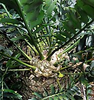 Encephalartos arenarius uneven growth rate