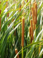 Typha capensis