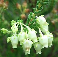 Erica oblongiflora