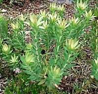 Leucadendron sessile