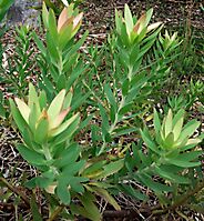 Leucadendron sessile leaves