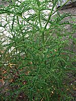 Pelargonium denticulatum young and fast-growing