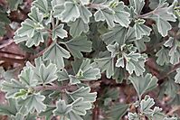 Pelargonium exstipulatum leaves