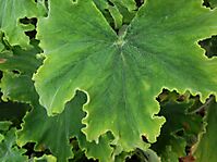 Pelargonium hispidum leaf