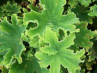Pelargonium hispidum leaves