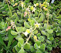 Cotyledon tomentosa subsp. tomentosa in flower