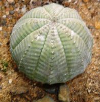 Euphorbia obesa geometrically precise