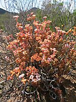 Crassula rupestris old shrub