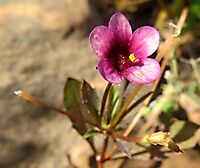 Diascia maculata flower