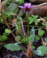 Diascia maculata flowering blue-purple