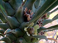 Euphorbia clandestina fruit in a cup