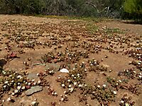 Mesembryanthemum nodiflorum determined flowering