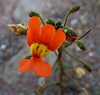Nemesia pageae flower